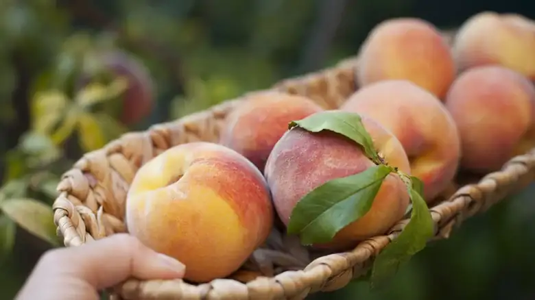 Fruit storage: why it differs depending on type and ripeness
