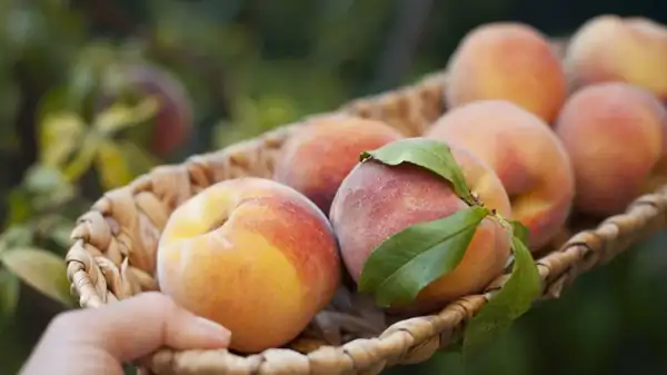 Fruit storage: why it differs depending on type and ripeness