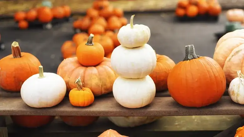 Do White And Orange Pumpkins Taste The Same?