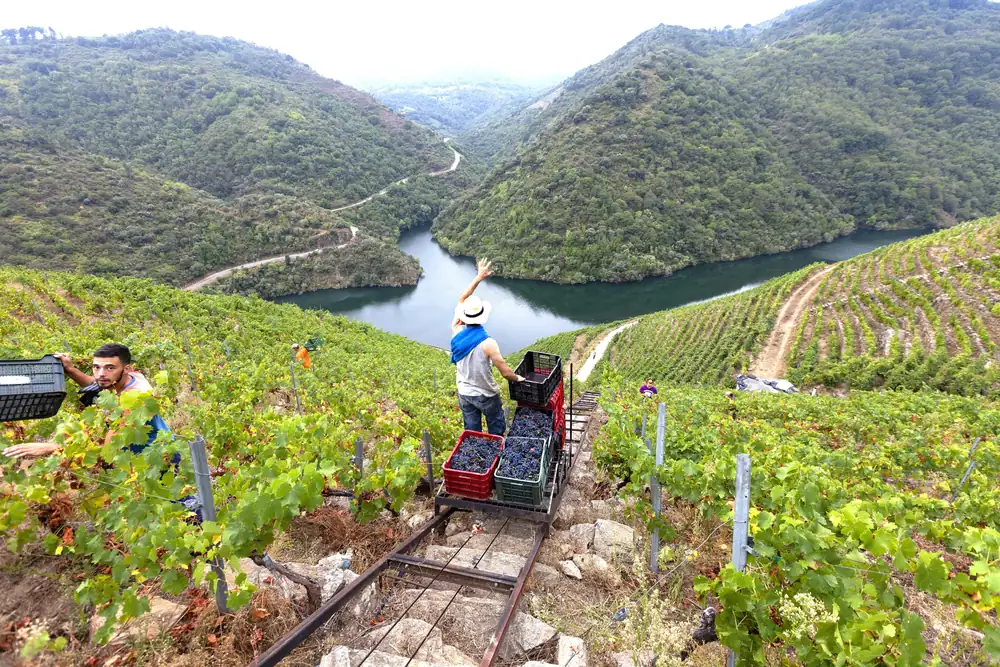 Wines in Galicia