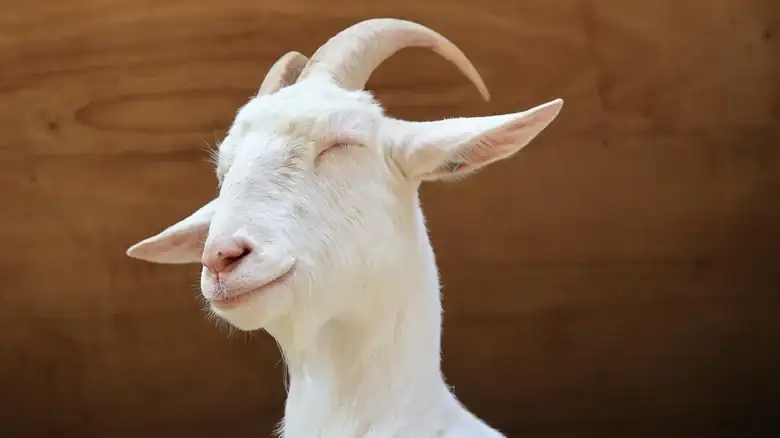 What Exactly Does Goat Milk Taste Like?