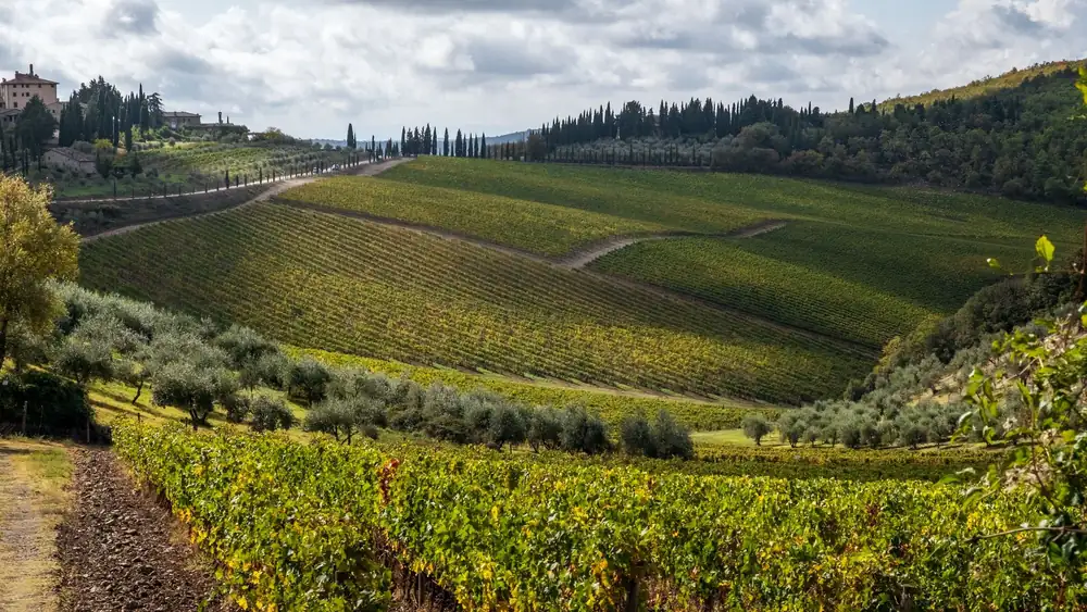 The best of Tuscany on display