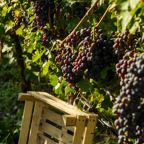 Valpantena, the Valpolicella you don't expect