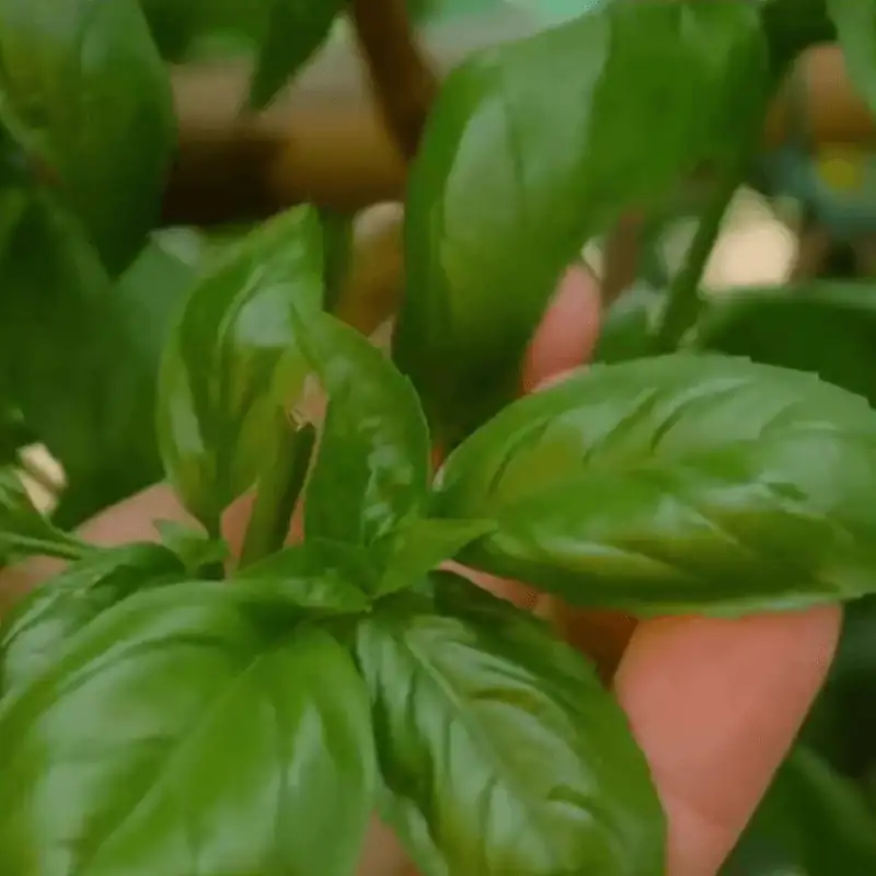 Sustainable basil