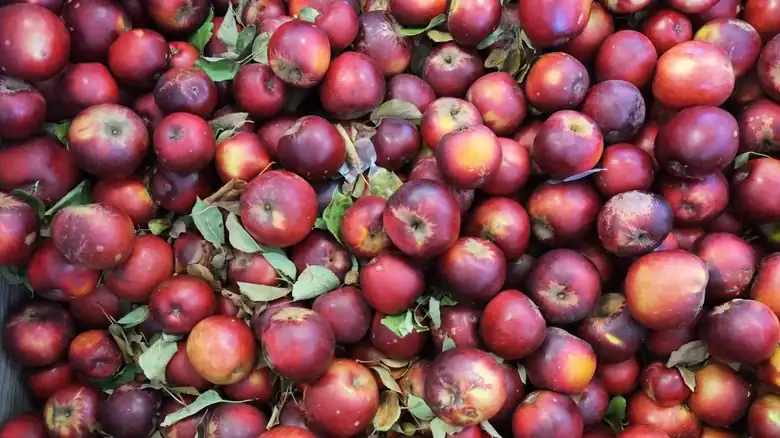 Why You Need Patience In Order To Properly Enjoy An Arkansas Black Apple