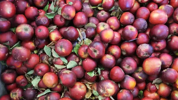 Why You Need Patience In Order To Properly Enjoy An Arkansas Black Apple