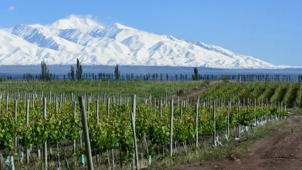 From Gualtallary to El Cepillo: how wine changes within the Uco Valley