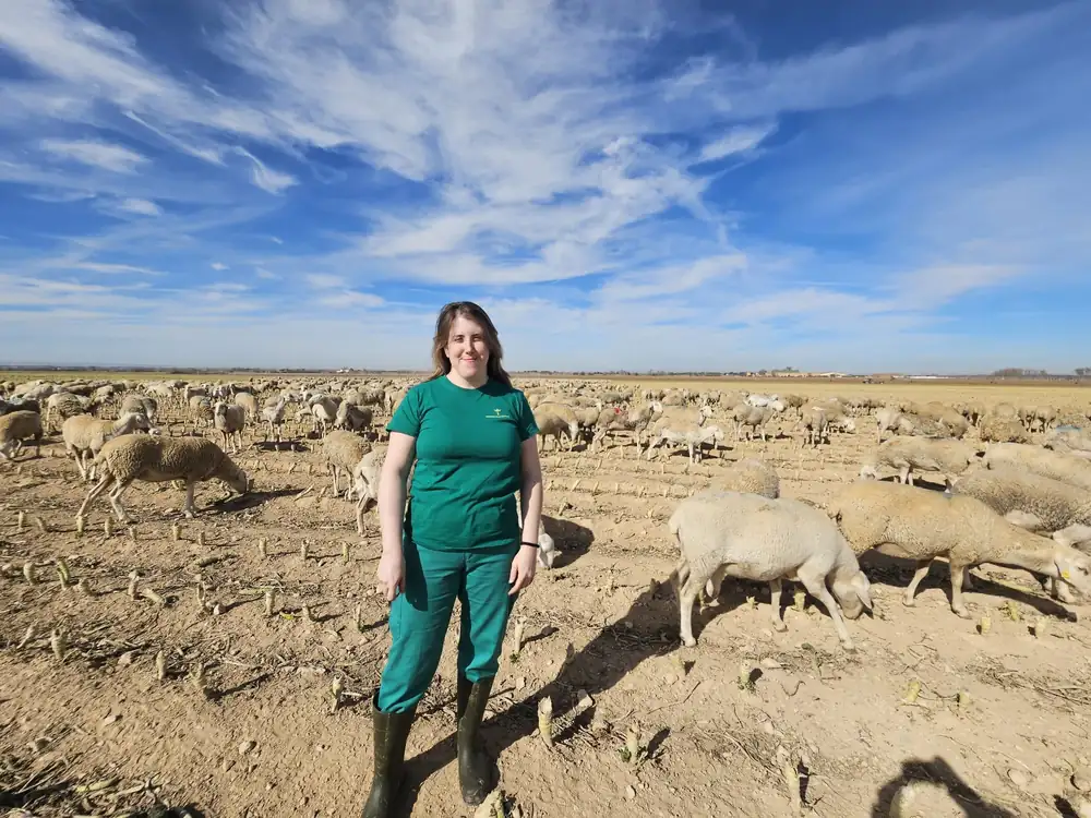 Erika García, a livestock farmer in Dehesa de los Llanos, milks Manchega sheep near Albacete