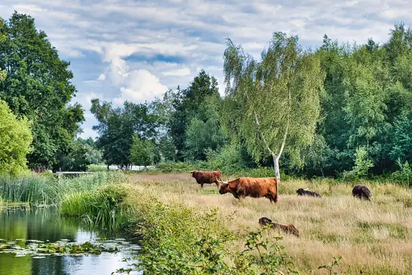 Research Shows Plant-Based Agroforestry Could Double Rural Income in Brazil