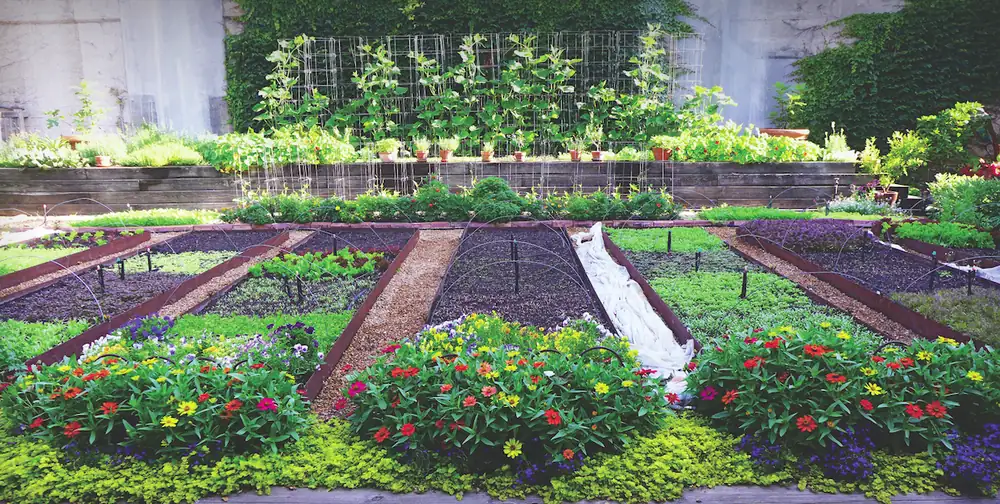 Bayless Gardens, a raised orchard in Bucktown that supplies Rick's restaurants