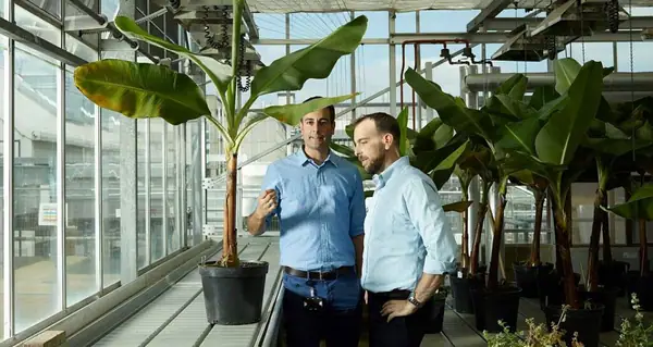 Tropic bags $105m to scale gene-edited bananas, deploy TR4 resistant bananas in 2027