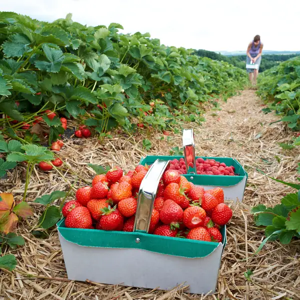 Las mejores granjas de fresas para recoger uno mismo en el Reino Unido