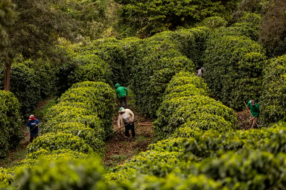 Chapada de Minas obtains Geographical Indication for coffees