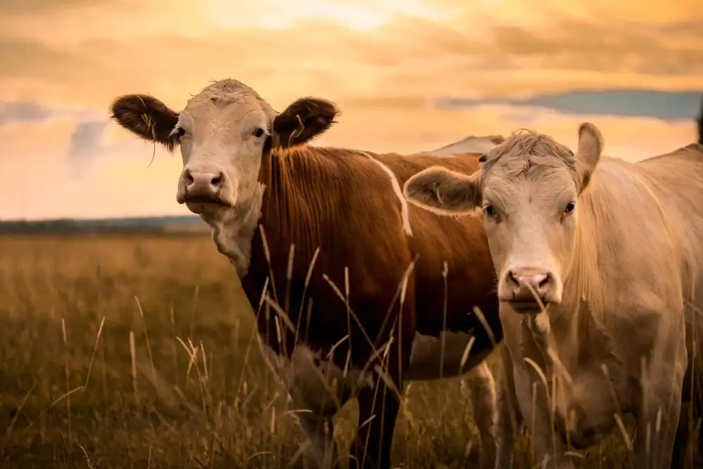 Poll: Majority of Gen Z is in Favor of a Vegan Diet, With 7-in-10 Planning to Stay Vegan Over Next Five Years