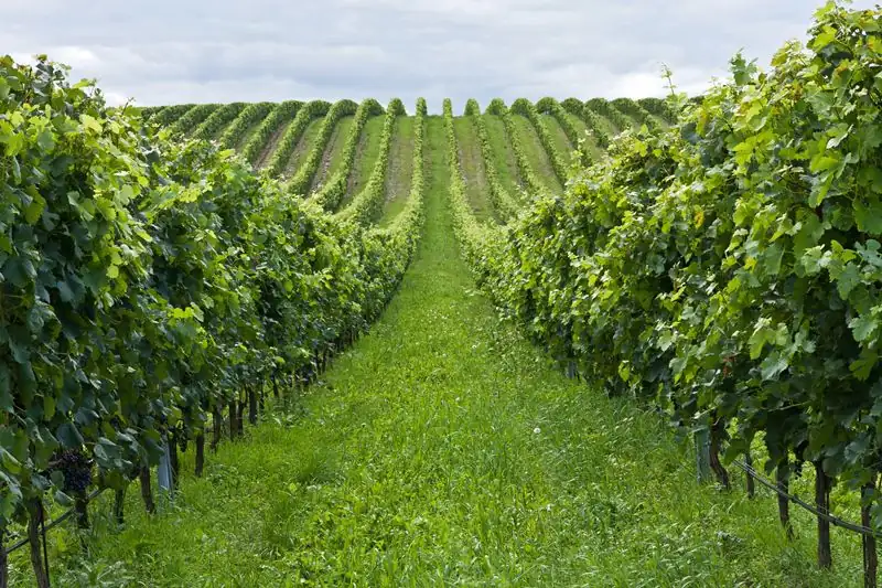Un estudio polaco revela que las vides cultivadas con un 50% menos de fertilizante producen vinos más ricos en compuestos aromáticos