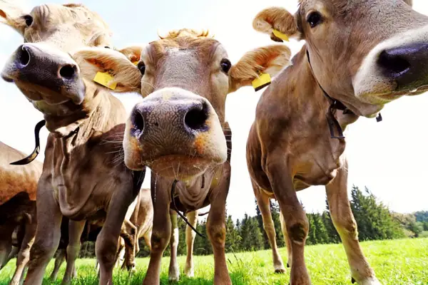 Danone leads agrifood industry coalition to transition dairy farming to regenerative practices