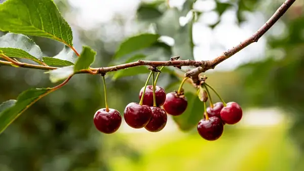 The Rainy State That Grows The Most Cherries