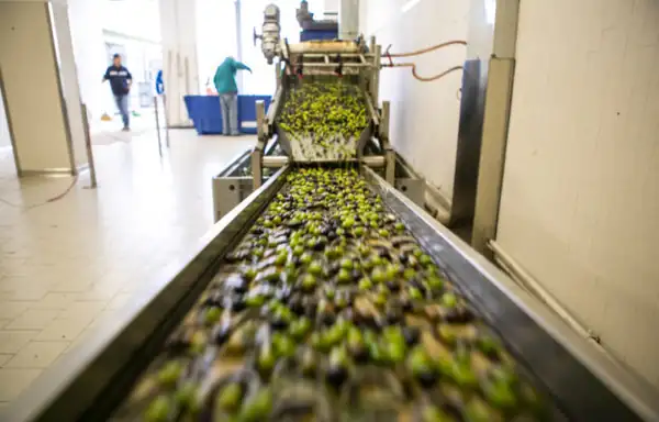 Oil mills, €40 million at zero interest to provide liquidity. Coldiretti: “Only for those producing Italian oil.”