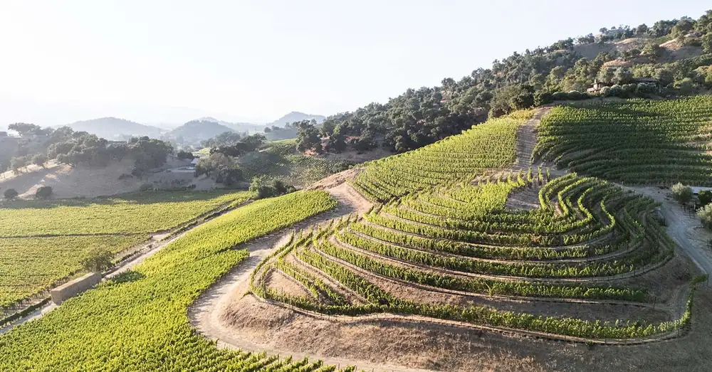 Introducción al vino: Viñedos Shafer