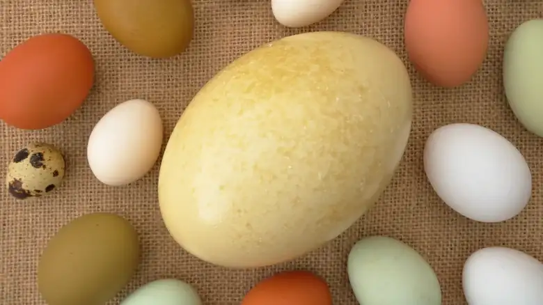 The Ostrich Egg Is The Largest Egg You Can Eat. Here's What To Do With It