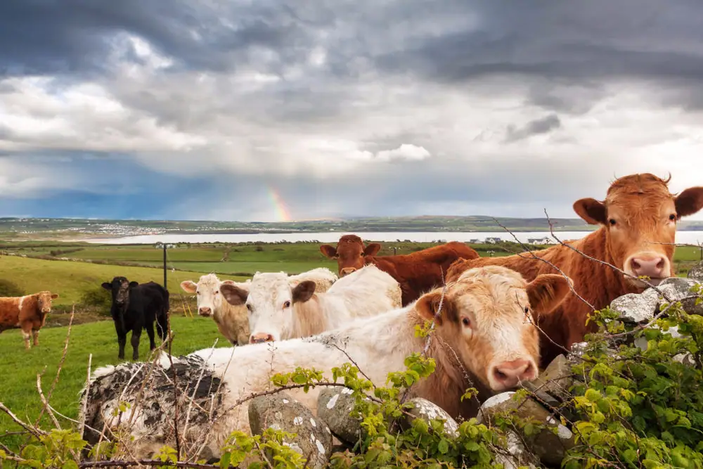 The Technological Answer to Ireland’s Growing Dairy Industry