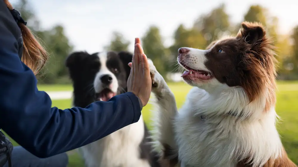 Dogs and humans also share the secret to longevity
