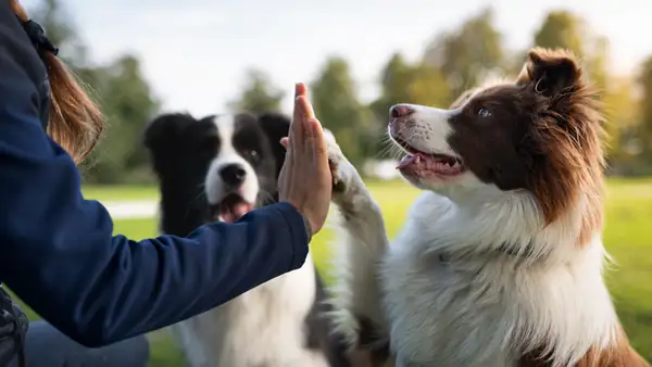 Dogs and humans also share the secret to longevity