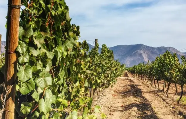 Chile opens the door to low-alcohol wines with a new decree