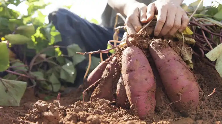 Sweet Potatoes Are The Nutrient Powerhouse To Join The 'Clean 15' Ranks