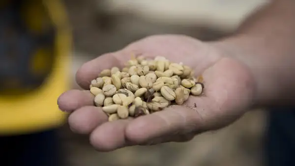 Illy launches a coffee from certified regenerative agriculture in Minas Gerais