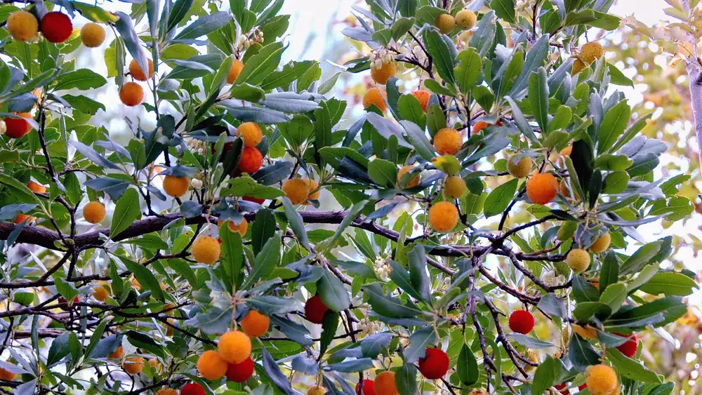 Strawberry trees: properties and benefits of an ancient fruit that contains more vitamin C than oranges