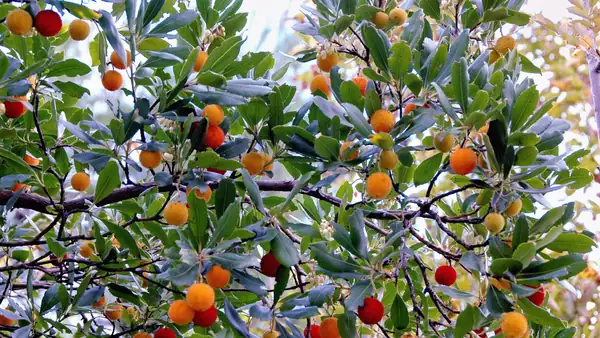 Strawberry trees: properties and benefits of an ancient fruit that contains more vitamin C than oranges