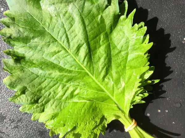 Trata el shiso como una hierba, no como una guarnición
