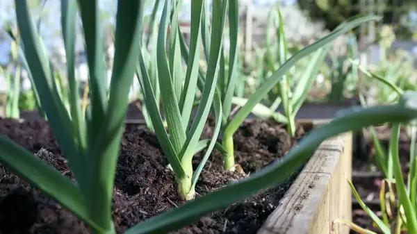 Are Leeks And Green Onions The Same?