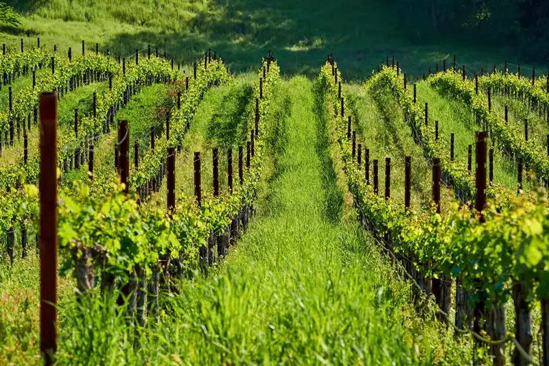 France is expecting one of its shortest wine harvests in three decades