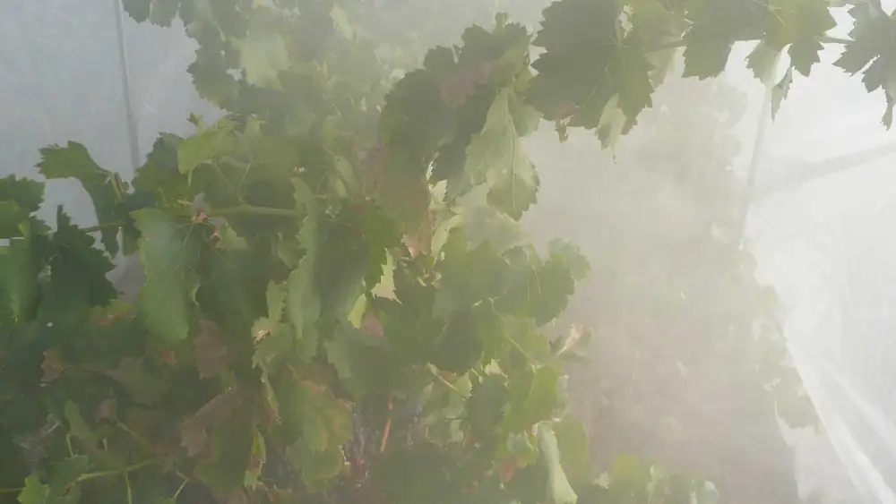 Cómo responden las vides al humo y cómo se busca evitar el sabor ahumado del vino