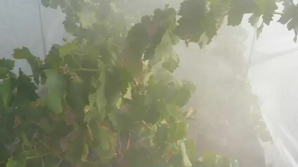 How grapevines respond to smoke and how to avoid a smoky flavor in wine