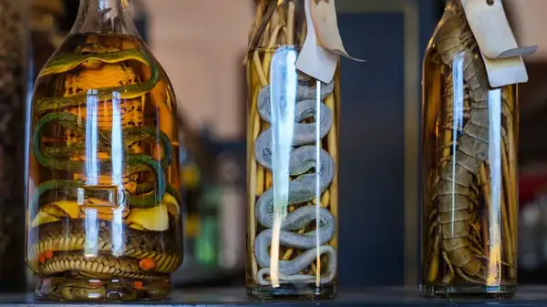¿Qué es el vino de serpiente y es seguro beberlo?