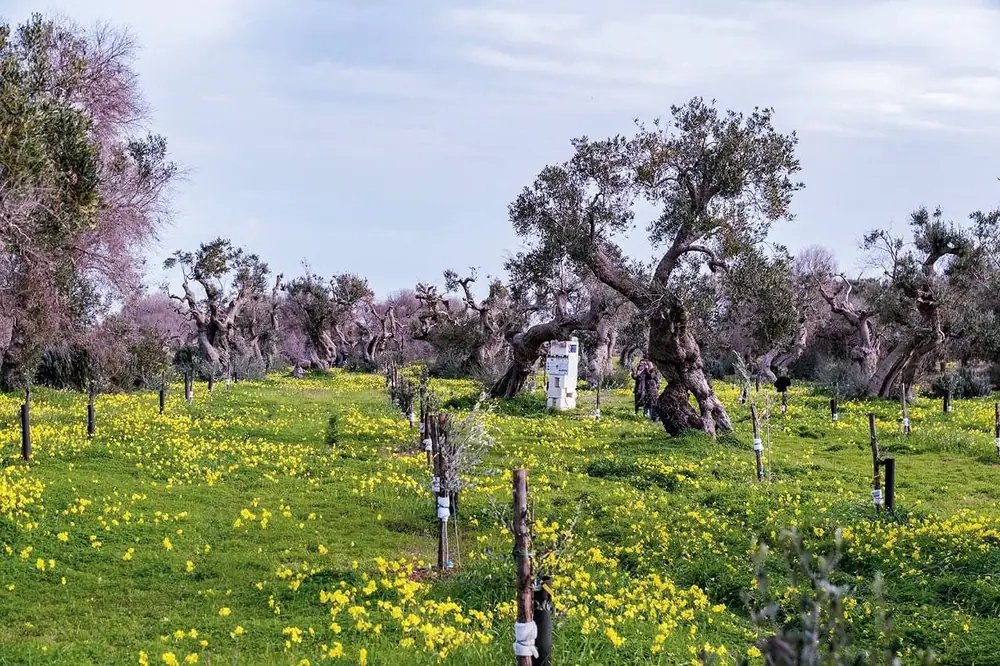 A Xylella-Hit Farm Becomes a Hub for Biodiversity, Education, Art and Solidarity