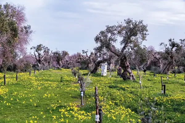 Una granja afectada por la xilema se convierte en un centro de biodiversidad, educación, arte y solidaridad