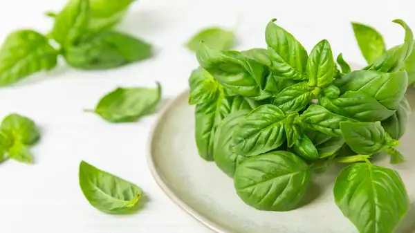 Are You Able To Store Basil At Room Temperature Or Should It Go In The Fridge?