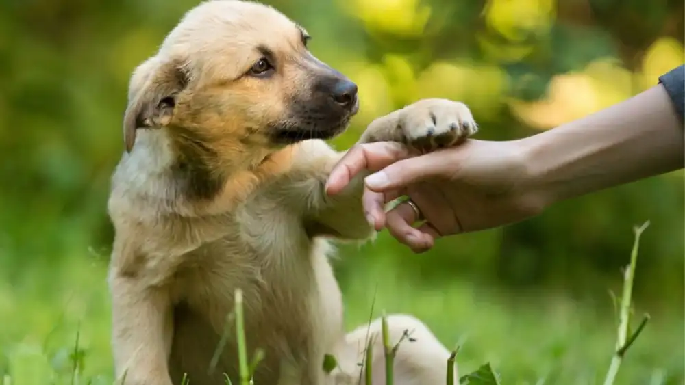 The ASPCA brings joy back to abused dogs: this is their recovery center in New York