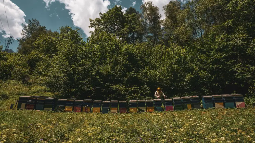 Sweet for you, good for the environment