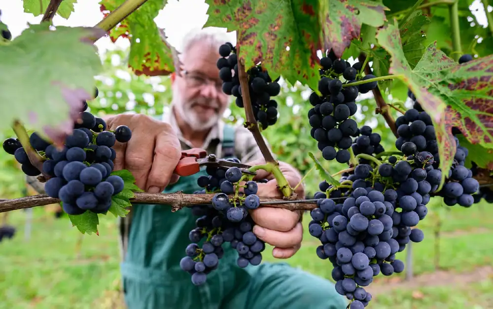 Vendimia en el norte: Solaris en lugar de Riesling