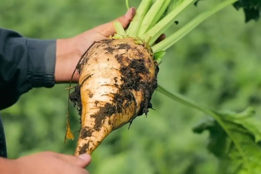 After 150 Years, California’s Sugar Beet Industry Comes to an End