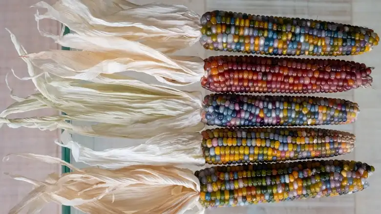 Do not cook Glass Gem multicolored corn as if it were sweet corn