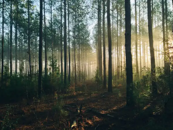 From forest to table: the influence of wild nature on Scandinavian cuisine