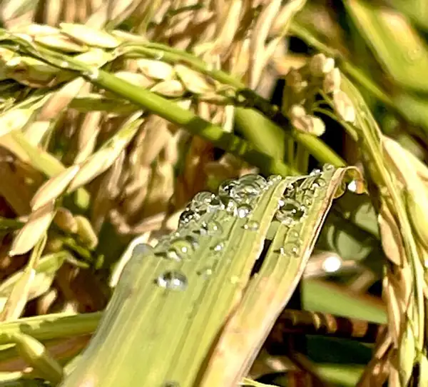 Morelos Rice, a symphony with a Designation of Origin