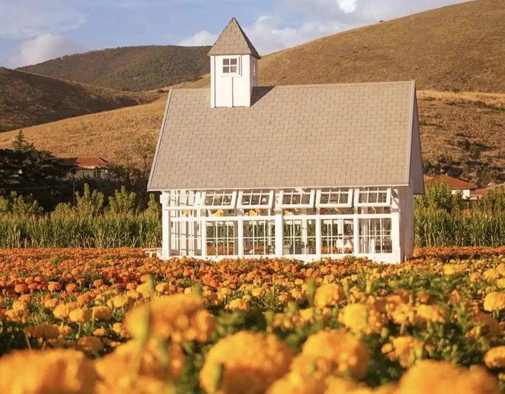 The Pumpkin Patch, a Social Party