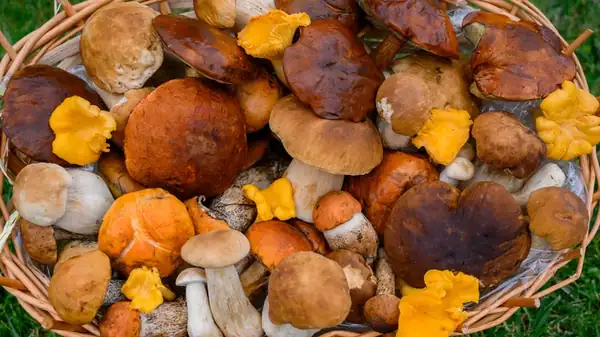 13 Different Types Of Mushrooms And How To Use Them